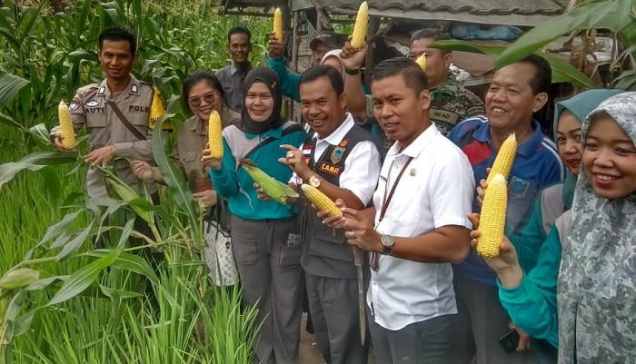 Panen Jagung di Desa Payo Kecamatan Merapi Barat Lahat