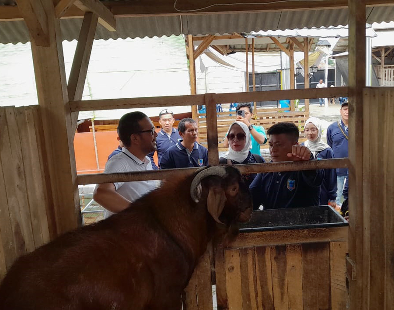 Dari Kotoran Kambing Cukup Bayar Gaji Karyawan, Studi Tiru Pemdes Tanjung Payang ke Peternakan Kambing Lampung