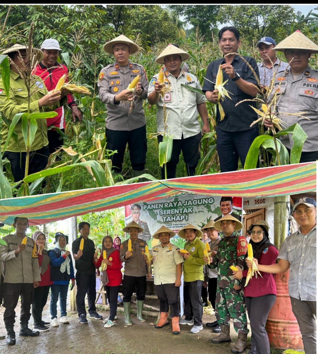 Panen Jagung Serentak Se Indonesia Bersama Polsek Merapi Polres Lahat Bahkan Live Streaming