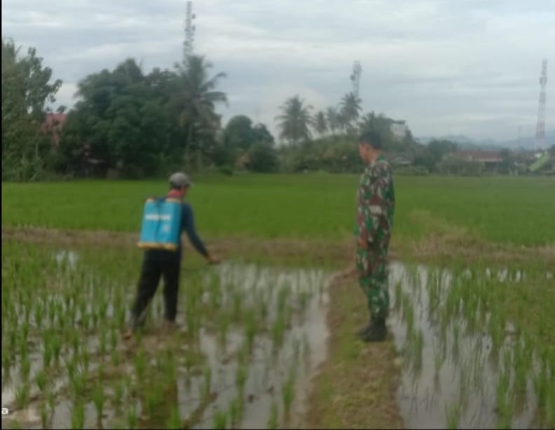 Babinsa Koramil 405-03/Kikim Bahas dengan Petani Cara Menanam Padi yang Benar