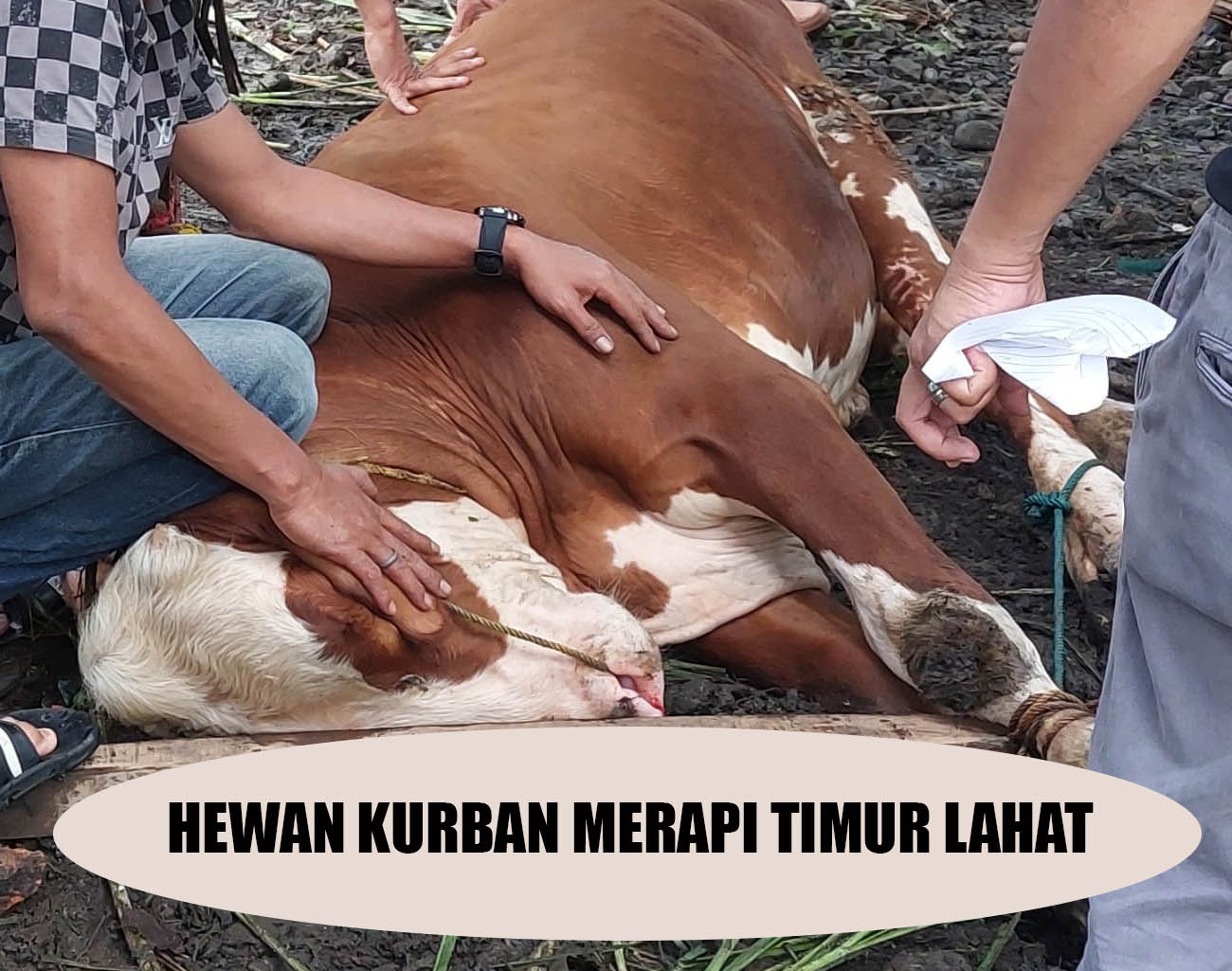 Jumlah Hewan Kurban Merapi Timur Lahat 379 Ekor, Bantuan Perusahaan Tambang Batubara, Hari Raya Idul Adha