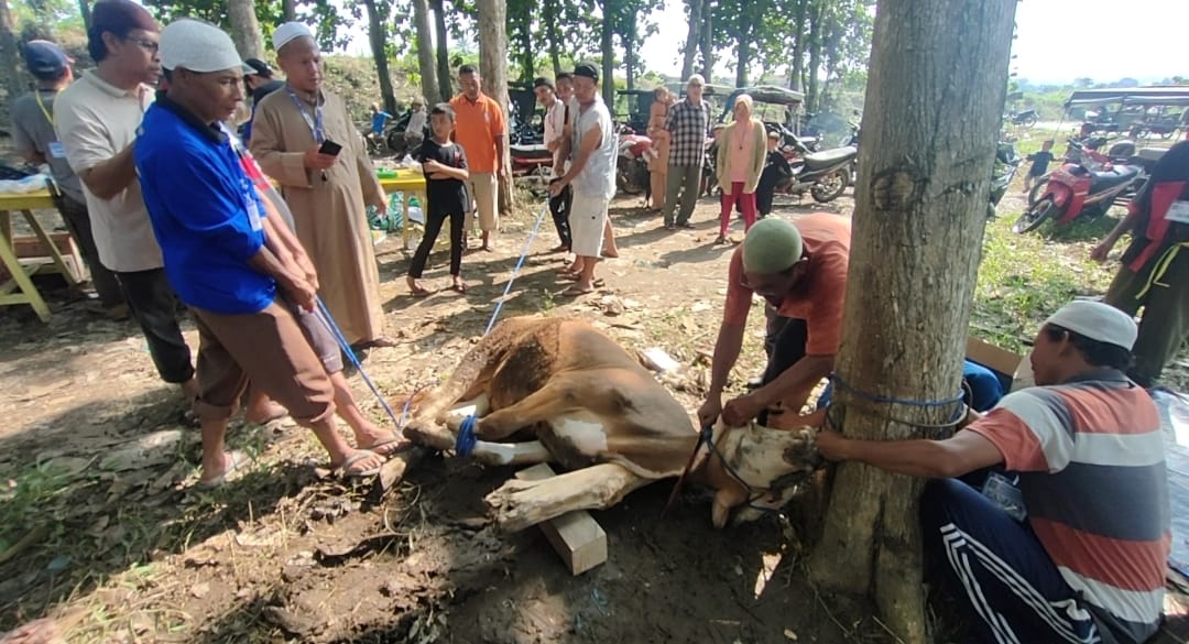 Majelis Taklim Fahlilah Berqurban, 12 Sapi, 4 Kambing 