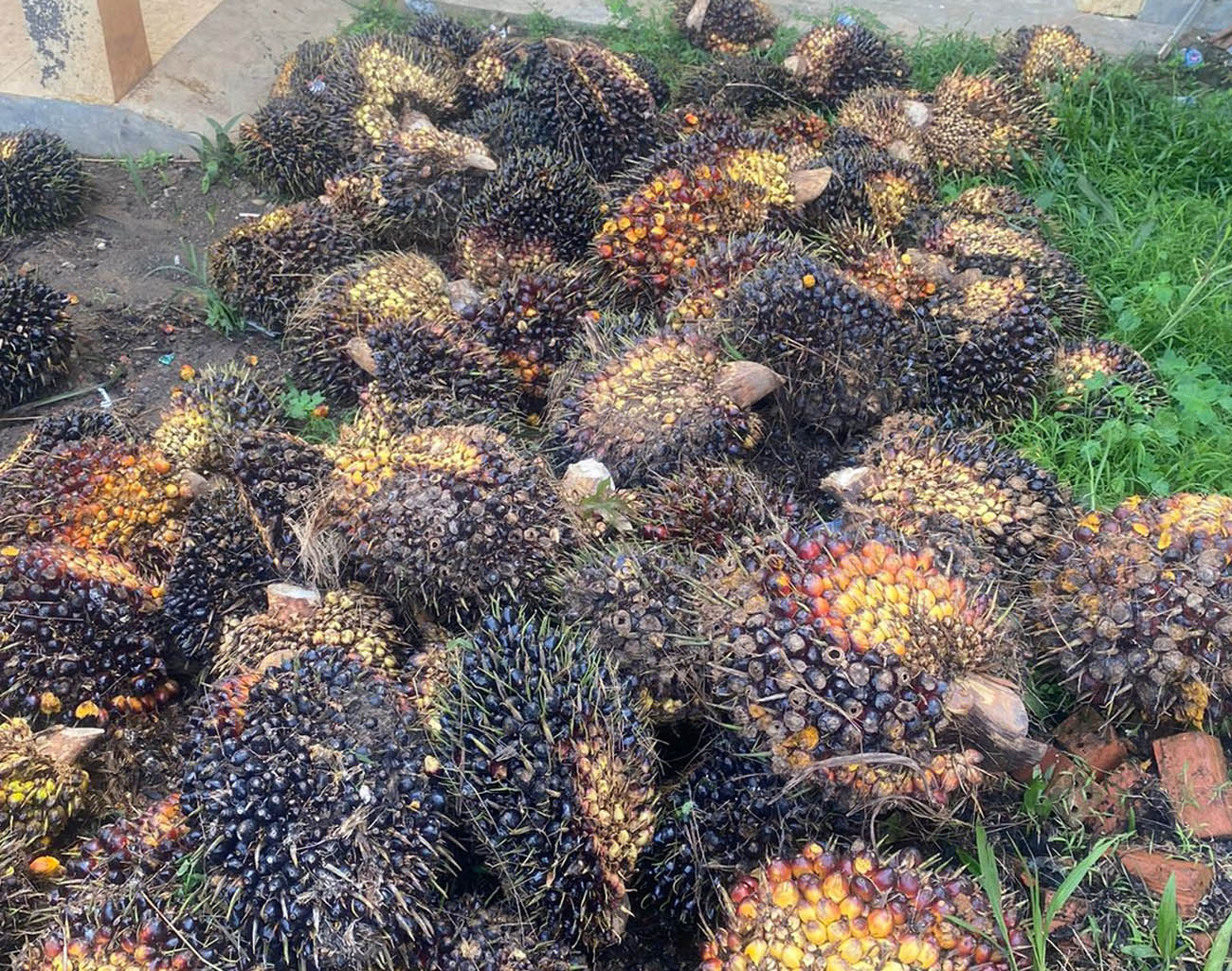 Panen Buah Sawit di Kebun Perusahaan, Warga Lahat Kepergok Security, Tim Jagal Bandit Polres Lahat Bergerak