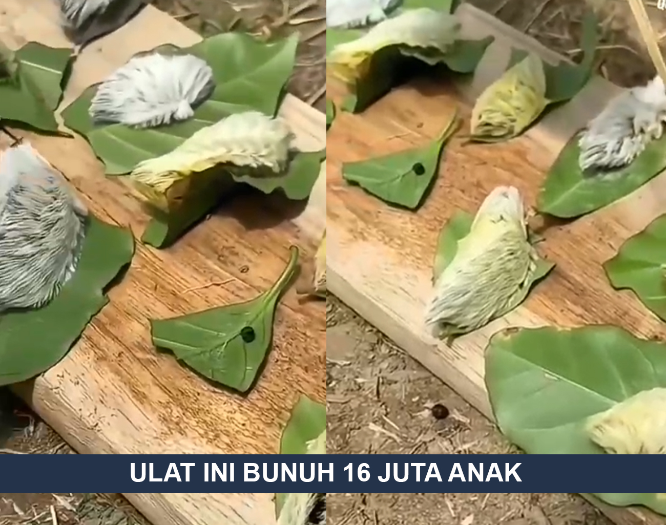 Masyarakat Menunggu Penjelasan Pemerintah Terkait Ulat Mirip Burung dari Amerika yang Mematikan