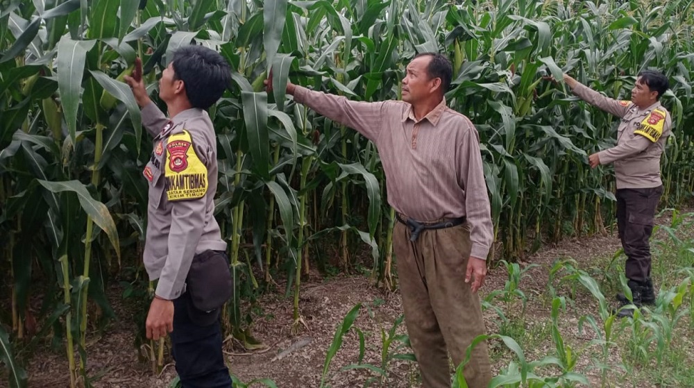 Ketahanan Pangan, Bhabinkamtibmas Polsek Kikim Timur Lakukan Pengecekan Tanaman Jagung 2 Hektar