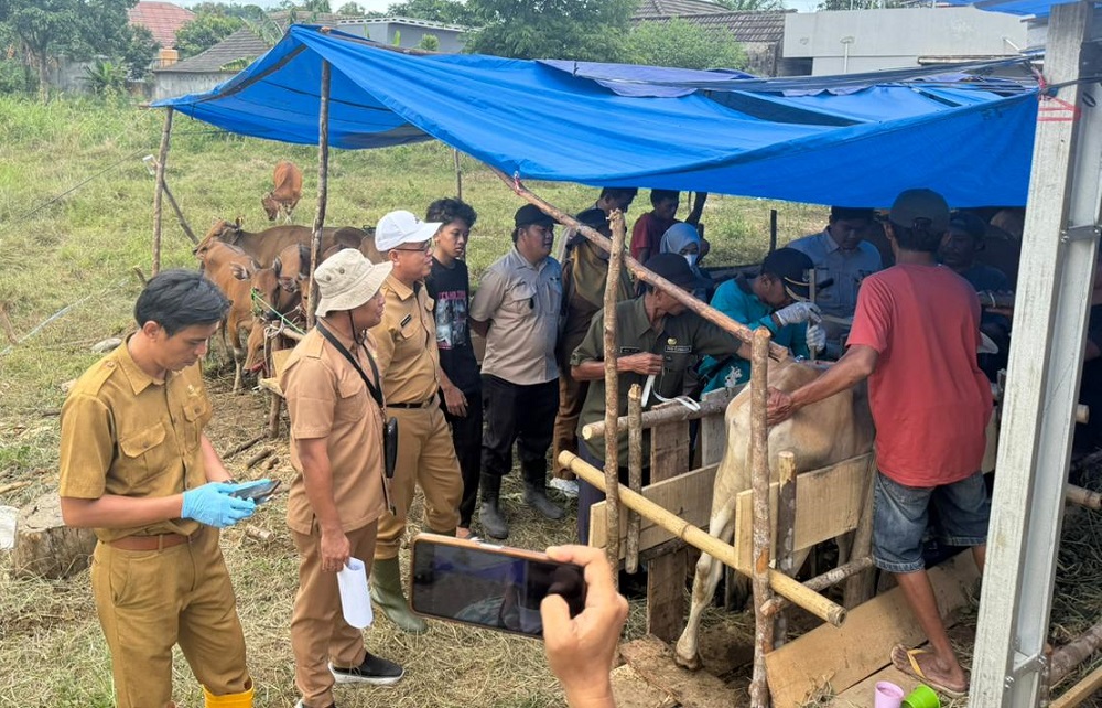 Penyedia Pengadaan Bantuan Sapi dari Bupati Lahat Telah Menjalankan Peraturan Yang Ada
