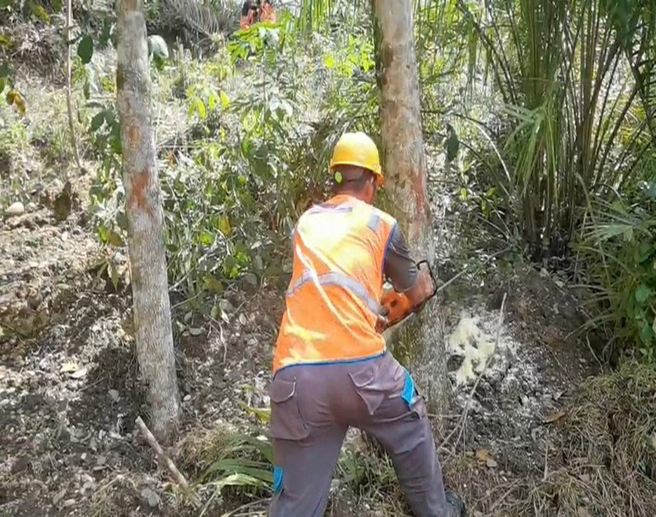 ULP Lembayung Tumbangkan 87 Pohon Penyebab Gangguan Penyulang Aries, Tindak Lanjut PKS Pj Bupati-PLN UP3 Lahat