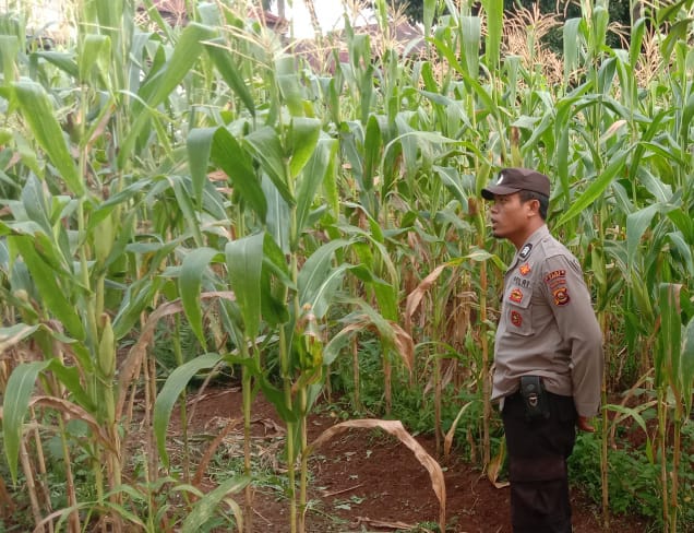 Polsek Kota Lahat Laksanakan Monitoring Perkembangan Tanaman Jagung di Desa Padang Lengkuas