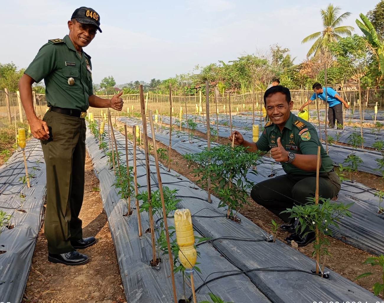 Menanam Nasib di Musim Kemarau, Kodim 0405 Lahat Tanam 1.000 Cabe, Hasilnya Mengejutkan