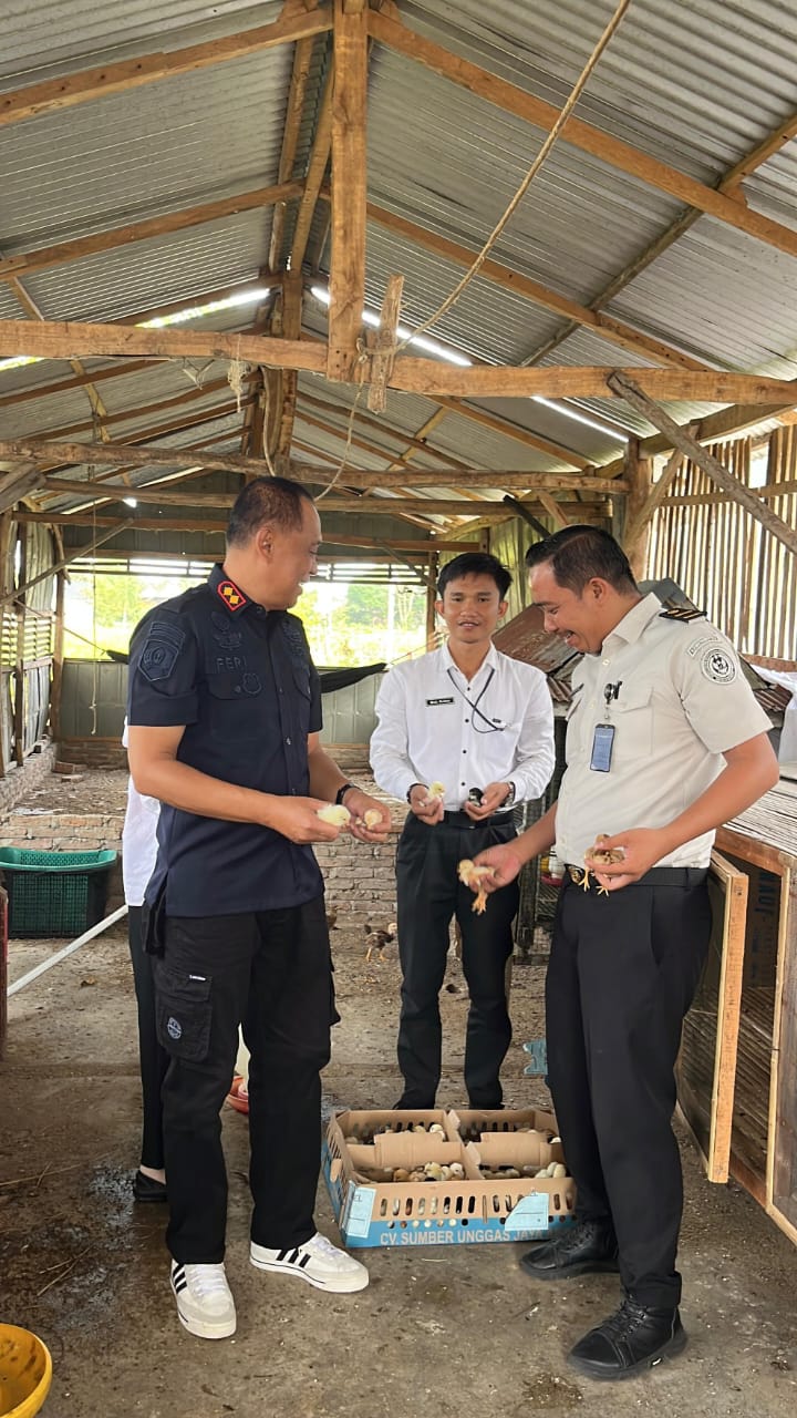 Rutan Kelas IIB Sidrap Lepas 100 Bibit Ayam Kampung Joper di Kandang SAE
