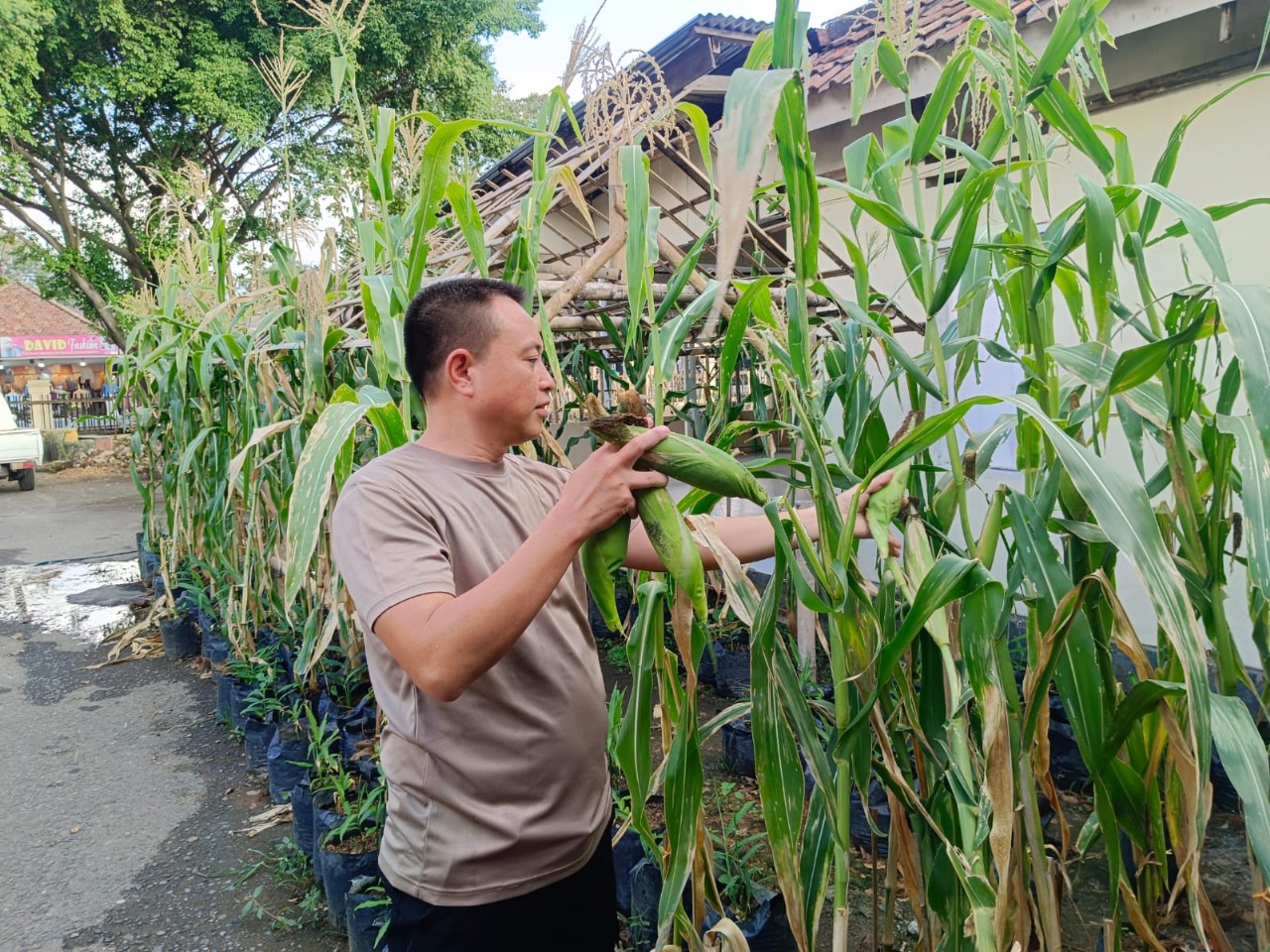 Rumah Pasti Polres Lahat Berikan Contoh Pemanfaatan Polibek dengan Tanaman Jagung
