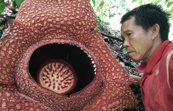 Gupardi Berhasil Budidaya Bunga Rafflesia di Bengkulu