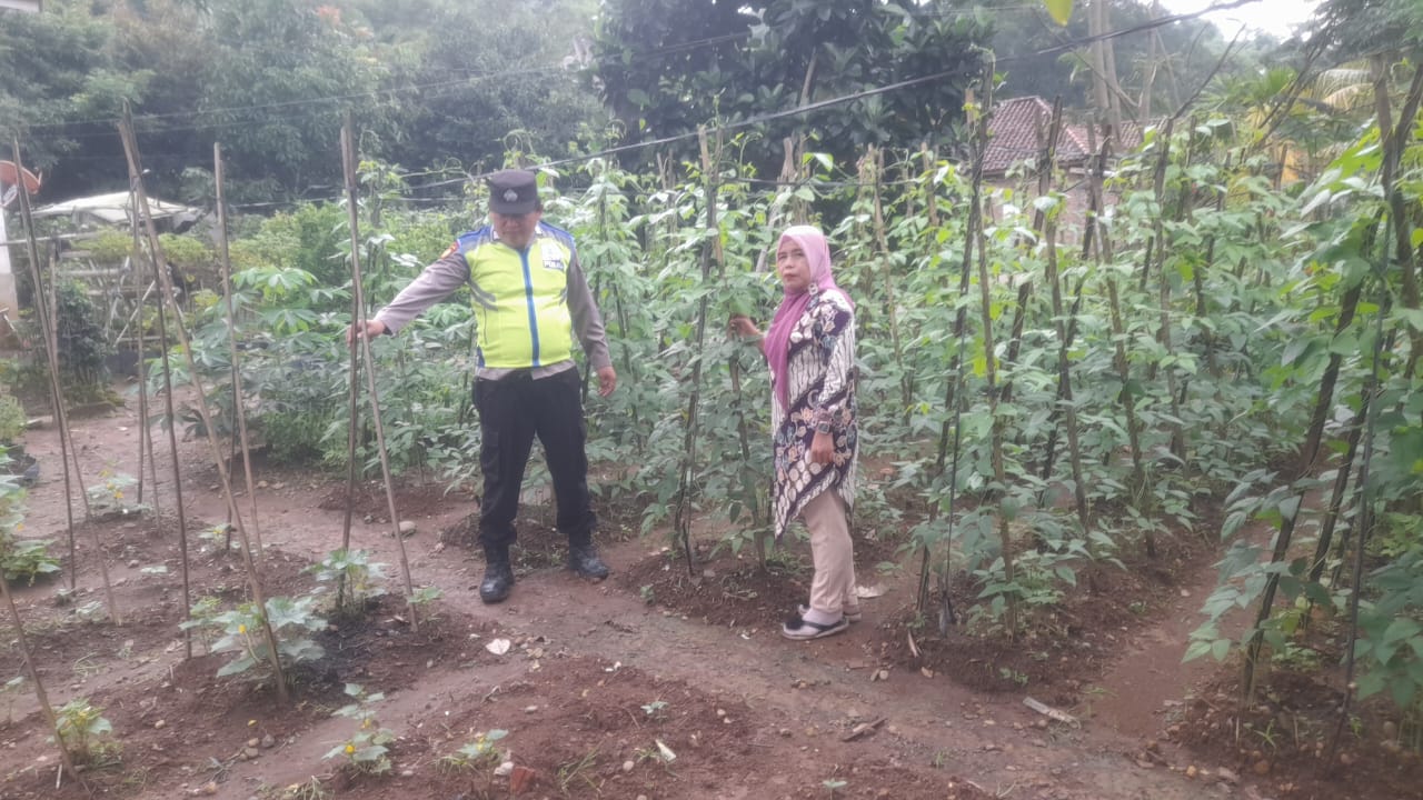 Bhabinkamtibmas Polsek Pulau Pinang Dampingi Warga Tanam Sayuran Kacang Panjang di Lahan Pekarangan