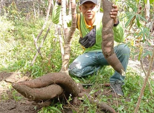 Ada yang Berat 40 Kg Singkong, Warga Bantu Meriahkan HUT RI ke 77