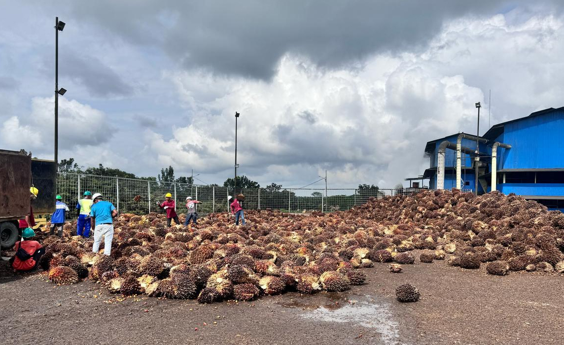 PLN Suplai Listrik Hijau, PT Inecda Plantation Serap 592 Unit REC