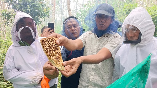 PTBA dan BKSDA Sumsel Dorong Budidaya Lebah Madu di Desa Embawang