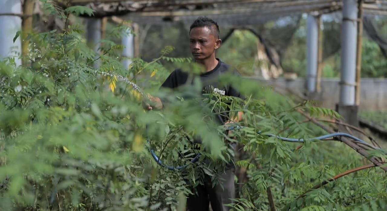 PLN Kembangkan Ekosistem Biomassa Berbasis Pertanian Terpadu, Ubah Lahan Kritis Jadi Hijau dan Produktif