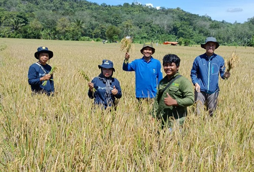 Dinas TPHP Lahat Ambil Sampel Ubinan Titik KSA Desa Pulau Pinang, ini Hasilnya