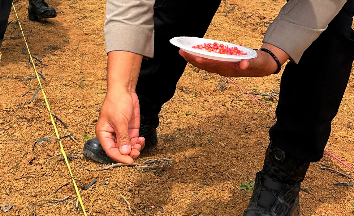 Penanaman Jagung Serentak Kuartal III di Lahan Perhutanan Sosial PT BSP Divisi II SENE Arahan, Ini Harapannya
