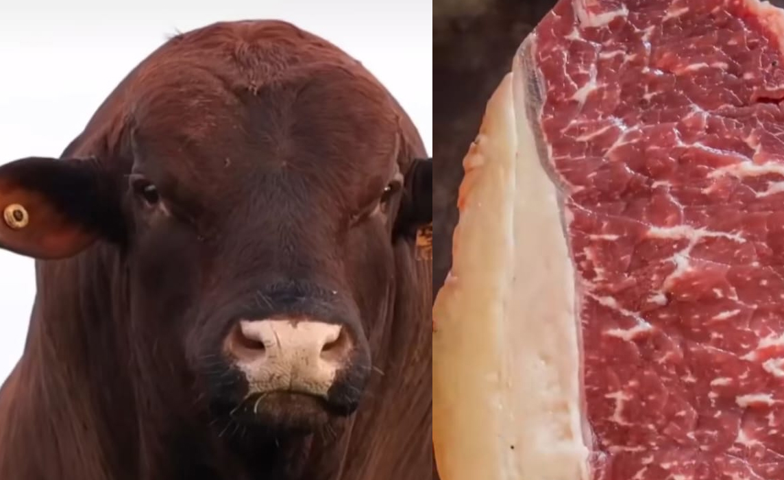 Sapi Brangus Siap Masuk Indonesia, Produk Amerika Serikat, Hasil Perjanjian Donald Trump dan Prabowo Subianto