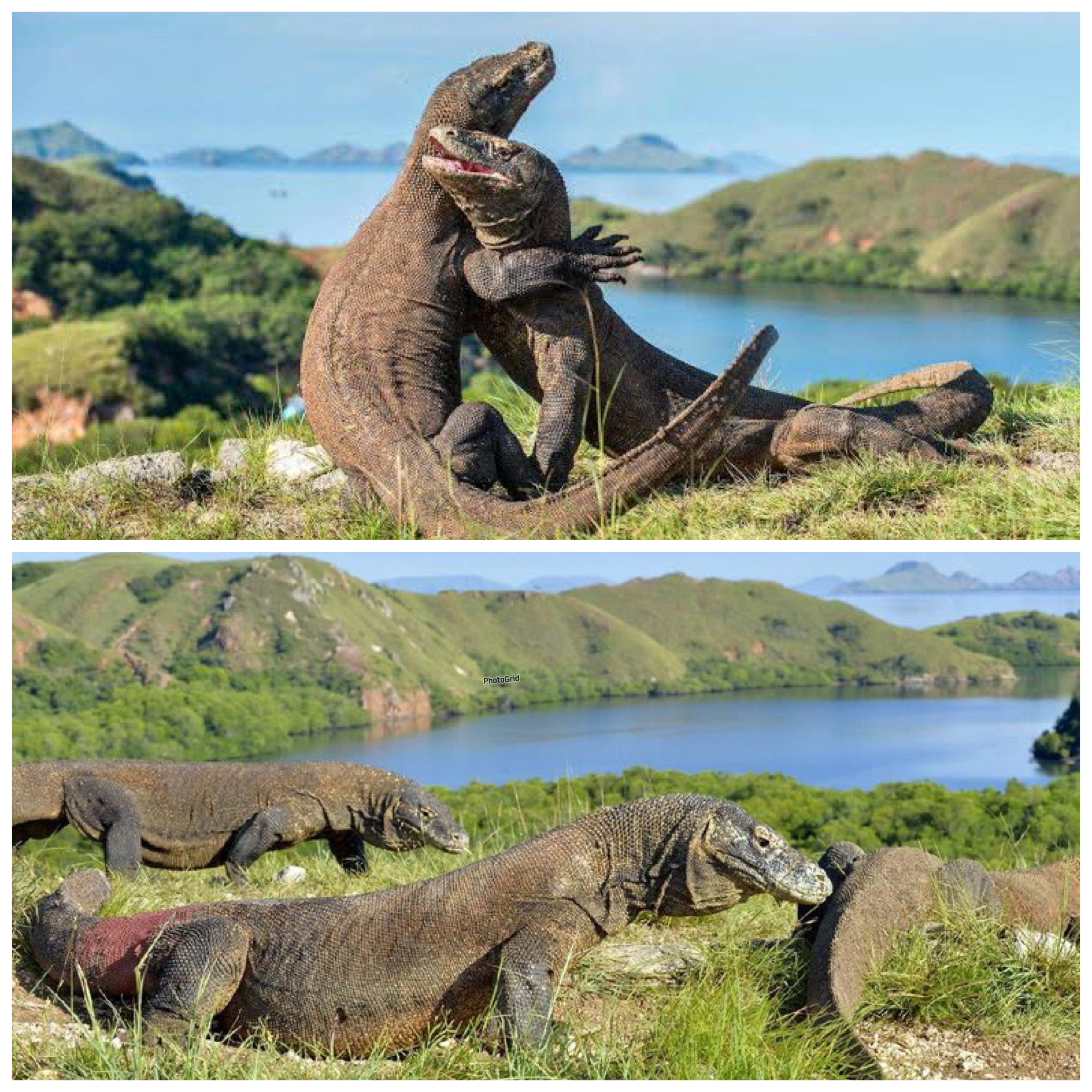 Jejak Sejarah Pulau Komodo, Dari Habitat Naga Purba hingga Destinasi Dunia