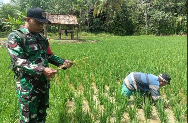 Periksa Ketahanan Pangan, Babinsa Koramil 405-03/Kikim Sambangi Kebun Warga