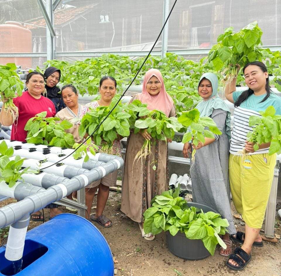 Dalam Hitungan Minggu Ibu-ibu Desa Negeri Agung Sudah Panen Sayuran Sehat, Mau Tau Rasanya Nih Simak