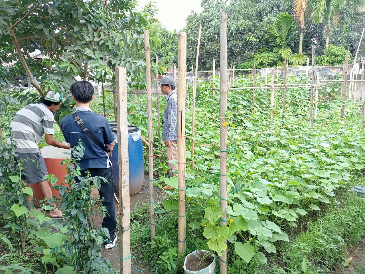 Belajar Dari Youtub Mentimun Tumbuh Subur di Pekarangan Rumah