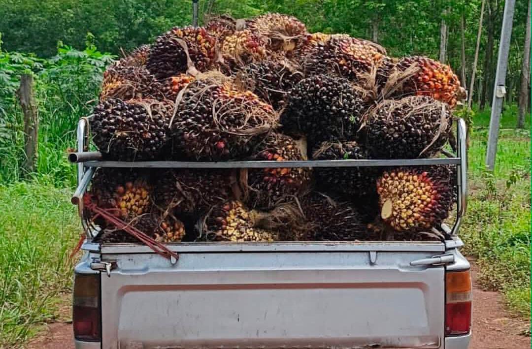 Harga TBS Sawit Sumsel Periode II Februari 2026 Naik, Tembus Rp3.586,81/ kg