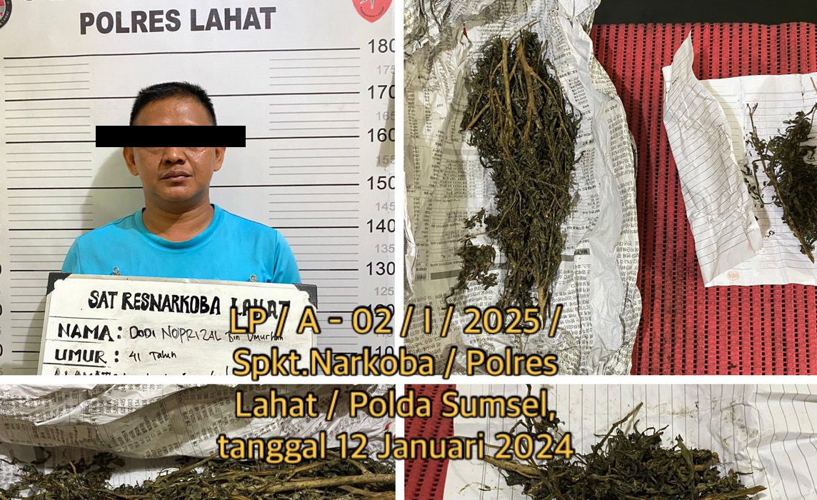 Tangkap Terduga Pengedar Narkoba di Bandar Agung, Satresnarkoba Polres Lahat Temukan Barang Bukti Ganja