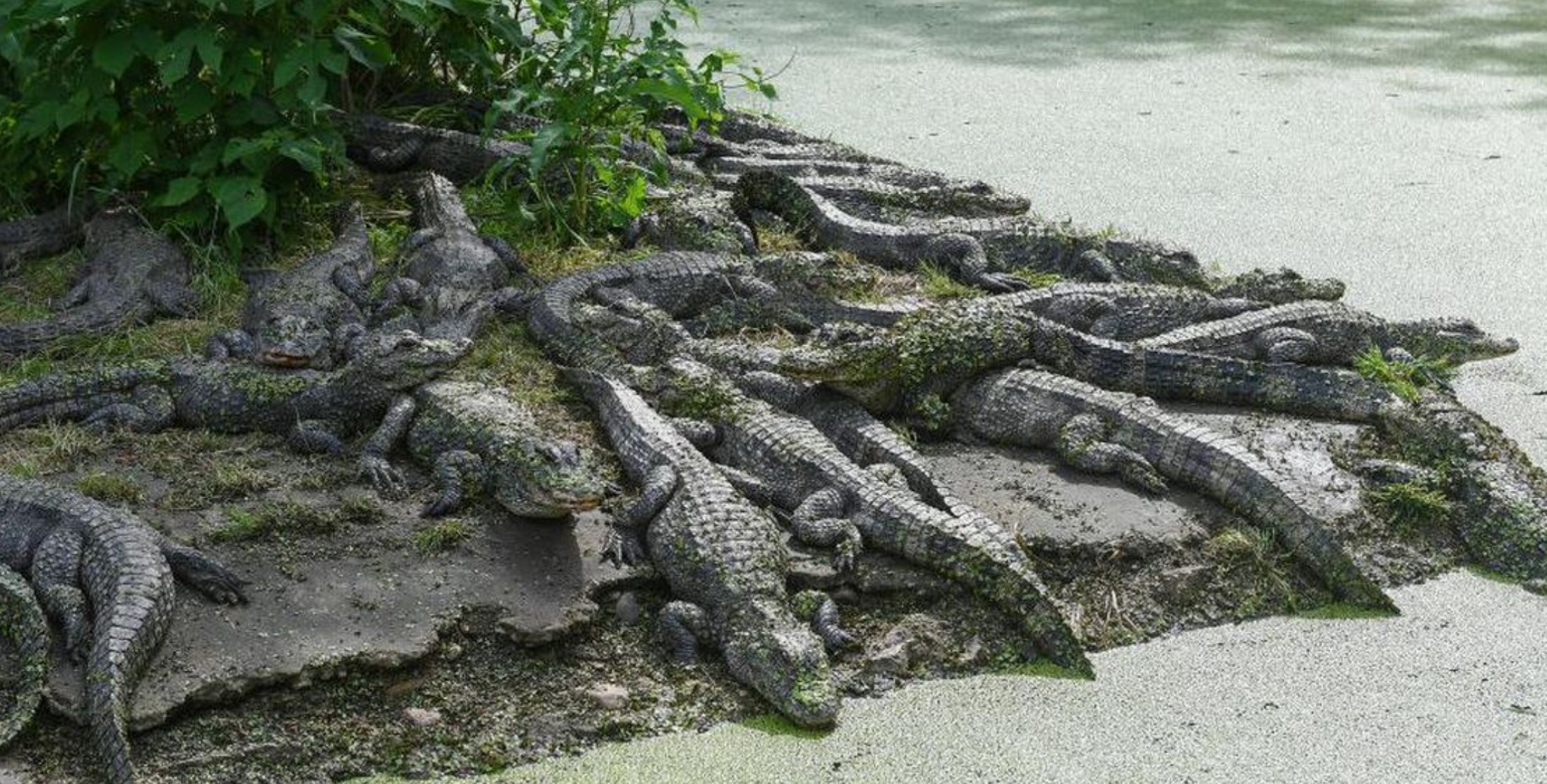 Viral Tentang Buaya ! Berikut Cara Melihat Ciri Ciri Sarang Buaya, Di sekitaran Sungai Maupun Rawa Bisa Bahaya