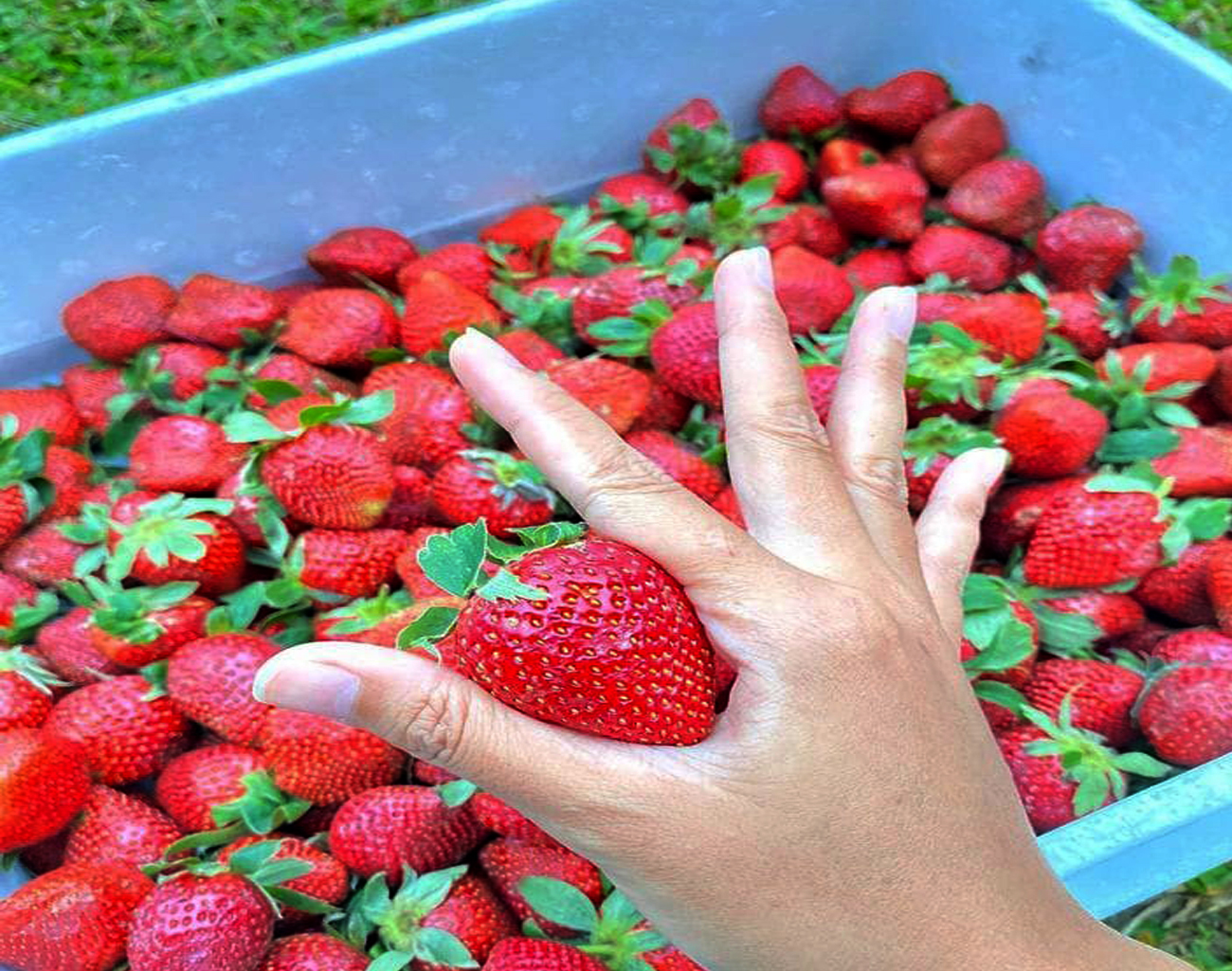 Merasa Tubuh Cepat Tua Segera Makan Buah ini Mampu Bikin Awet Muda