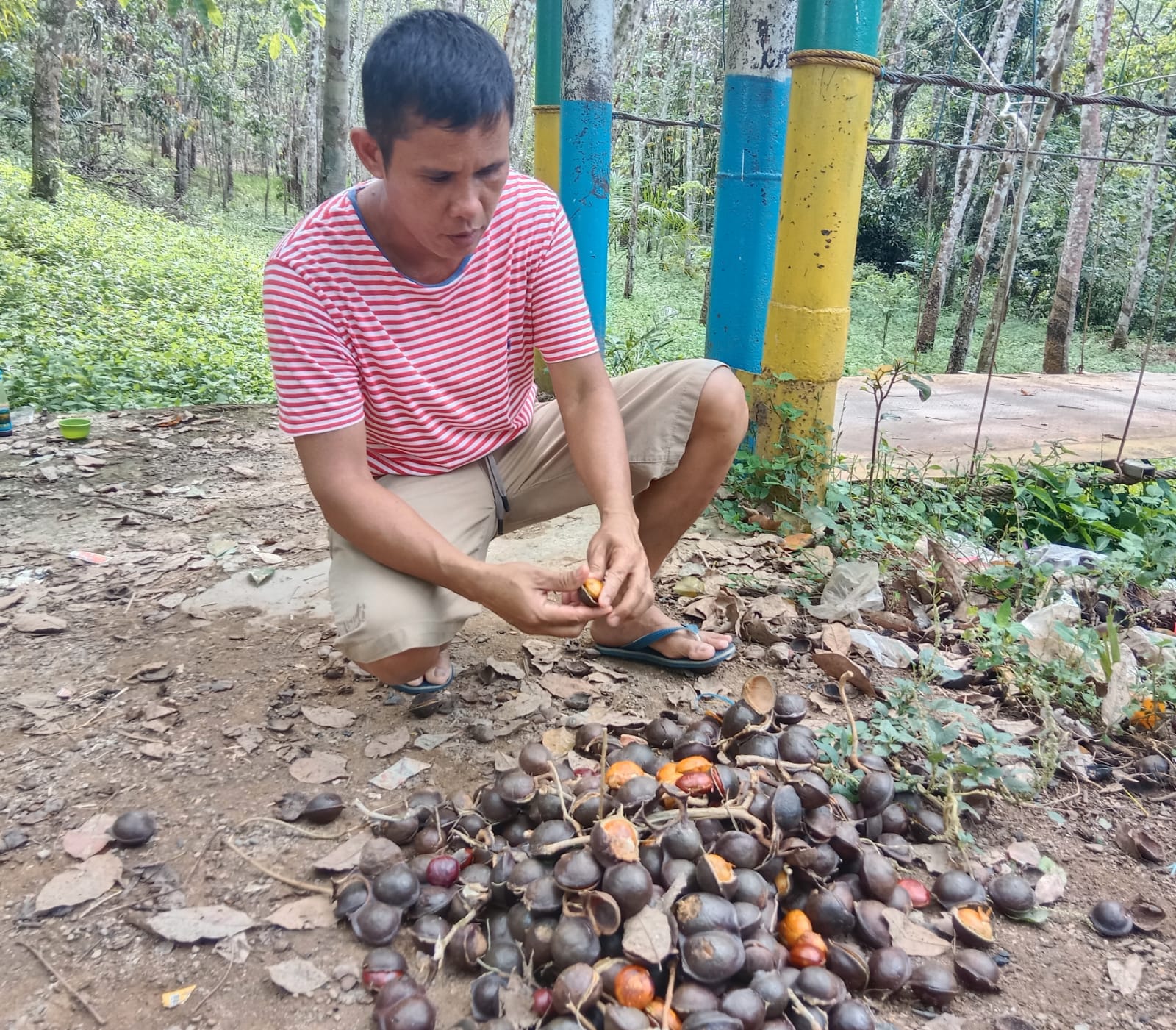 Jengkol Jadi Komoditas Potensial di Kecamatan Kikim Timur, Alternatif Pendapatan di Tengah Dominasi Sawit