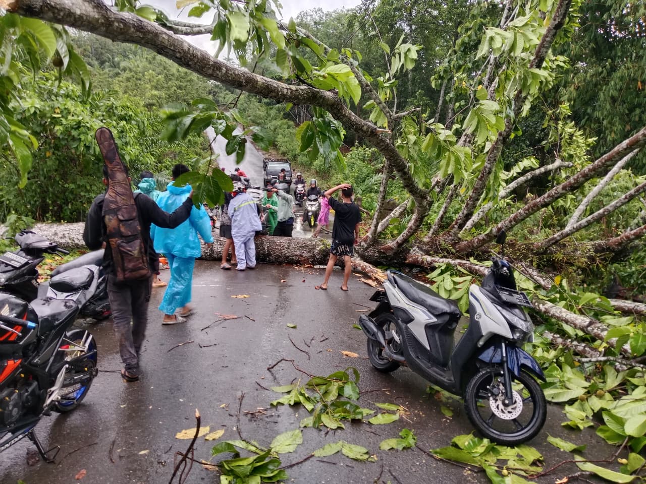 Pohon Besar Tumbang Hadang Jalan Selike, Warga Kena Sengat Penyengat, Timpa Kabel PLN