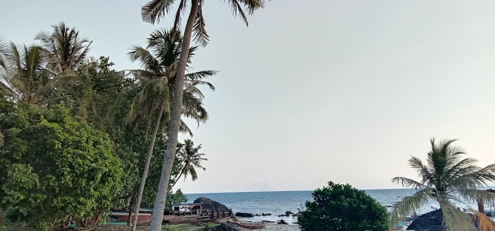 Banyak Pohon Kelapa di Bibir Pantai Ternyata ini Alasannya