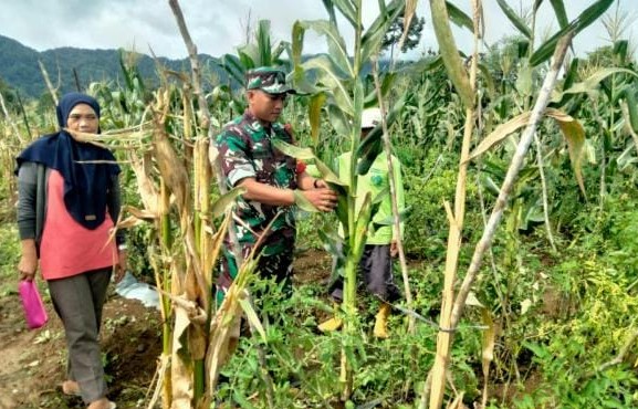 Siap Panen Jagung, Babinsa Koramil 405-11/TS Anjangsana