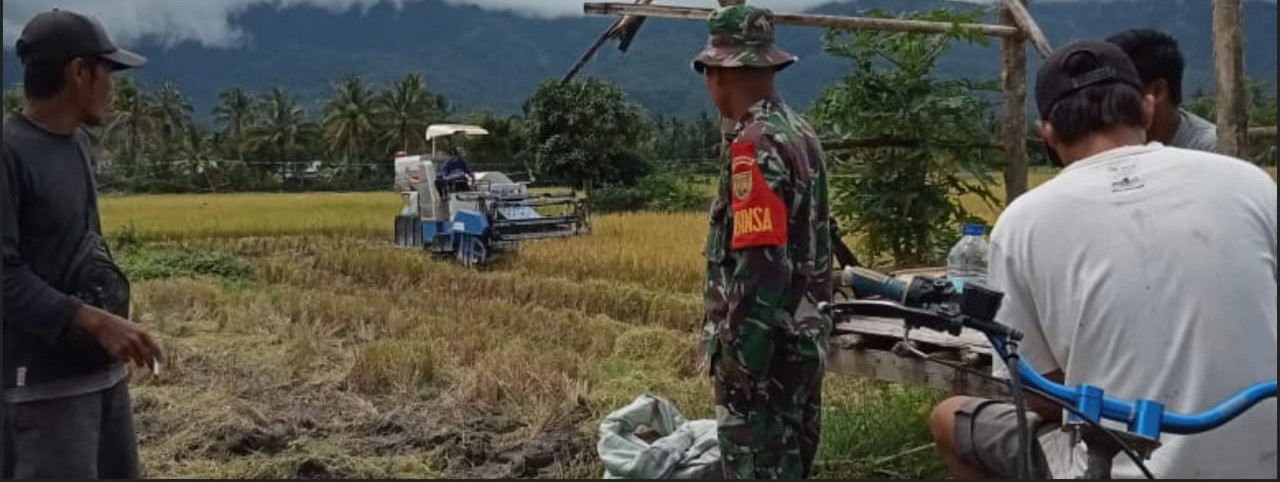 Panen Padi Gunakan Alat Canggih, Babinsa Koramil 405-04/Ulu Musi Monitor