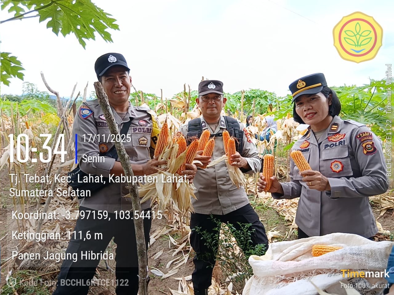 Ketahanan Pangan, Panen Jagung di Desa Tanjung Tebat