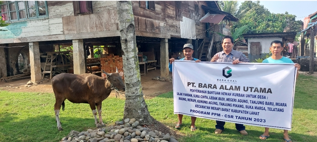 PT BAU Salurkan Bantuan Hewan Kurban di 11 Desa se Kecamatan Merapi Barat