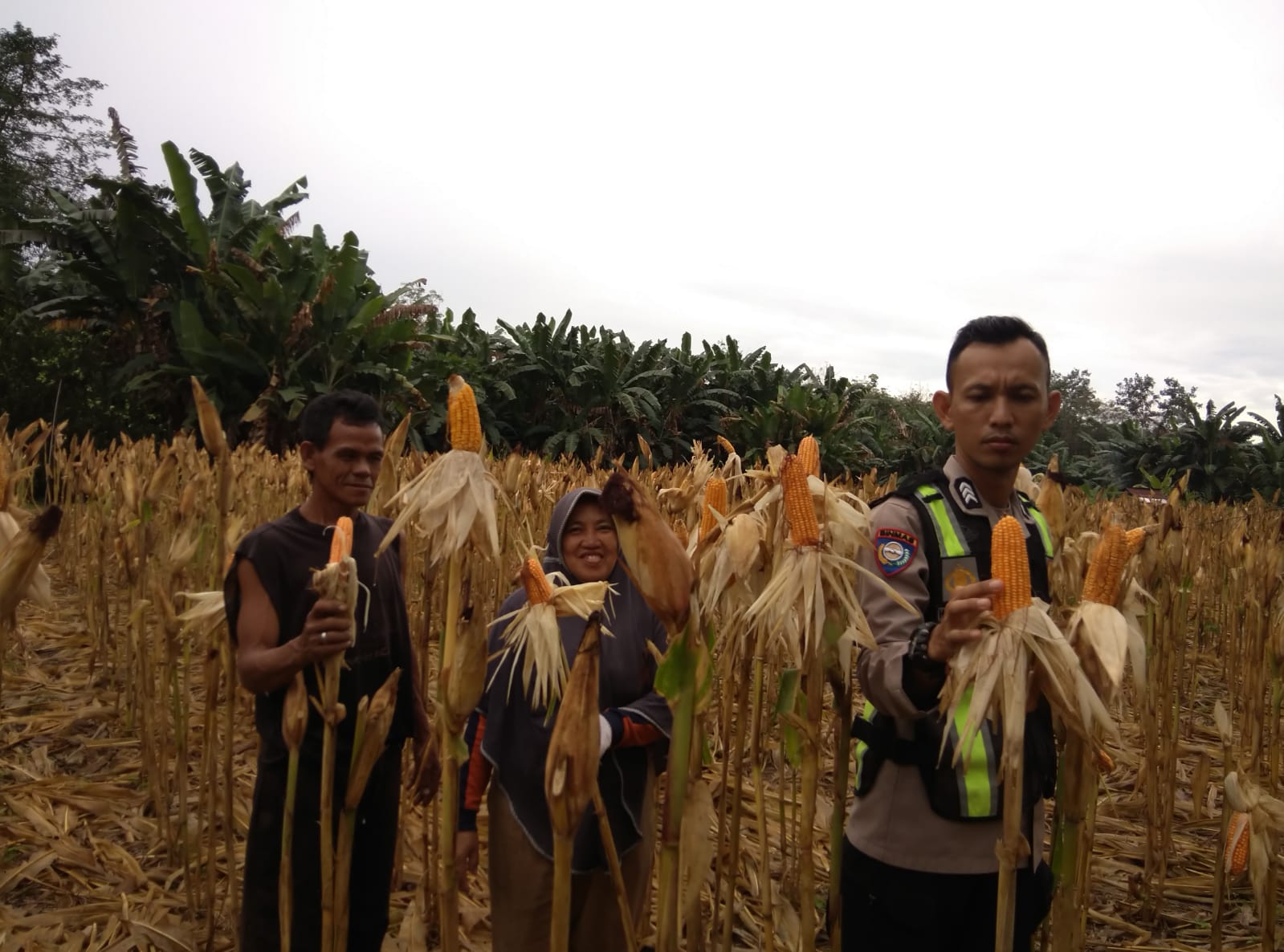 Dukung Program Swasembada Pangan, Polsek Merapi Lakukan Pengecekan Perkembangan Tanaman Jagung