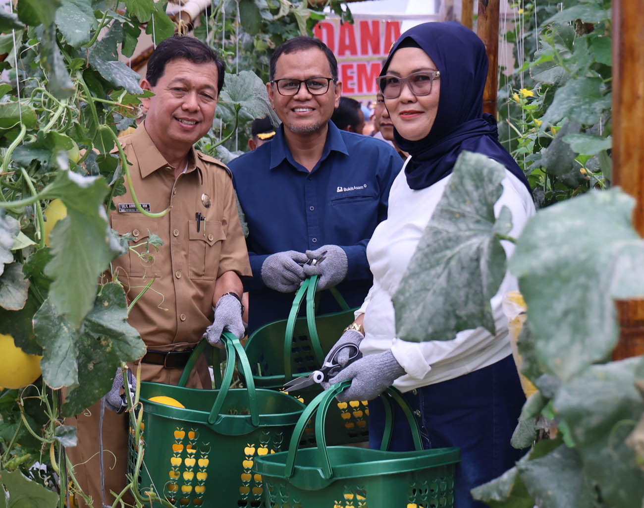 Kelompok Pembibitan Eco Agrotomation Binaan Bukit Asam Panen Perdana Melon Premium