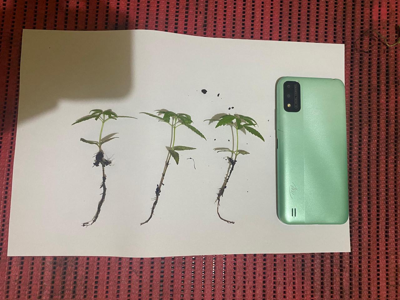 Pengedar Ganja di Kabupaten Lahat Tidak Kapok, Polres Lahat Tangkap Pelaku di Bandar Aji Jarai