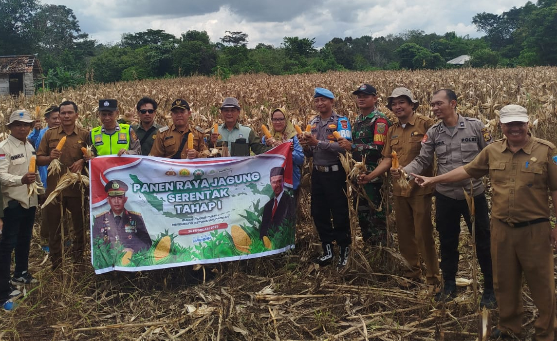 Dinas TPHP Lahat Panen Jagung di Desa Talang Tinggi Pseksu, Minta Hasil Panen Jagung Diserap Bulog Lahat