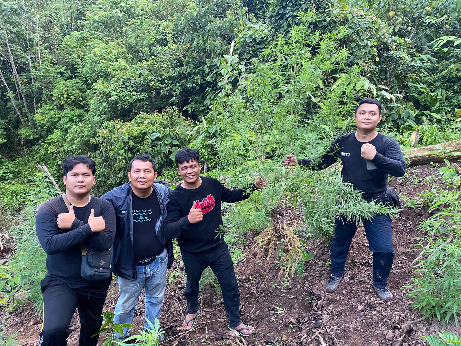 Ladang Ganja Seluas 1 Hektar Berhasil di Temukan Polres Empat Lawang