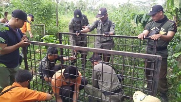 Beruang Kembali Masuk Pemukiman Warga, Waspada