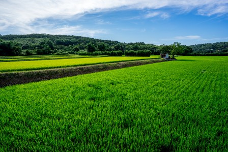 Cetak Sawah Baru Batal