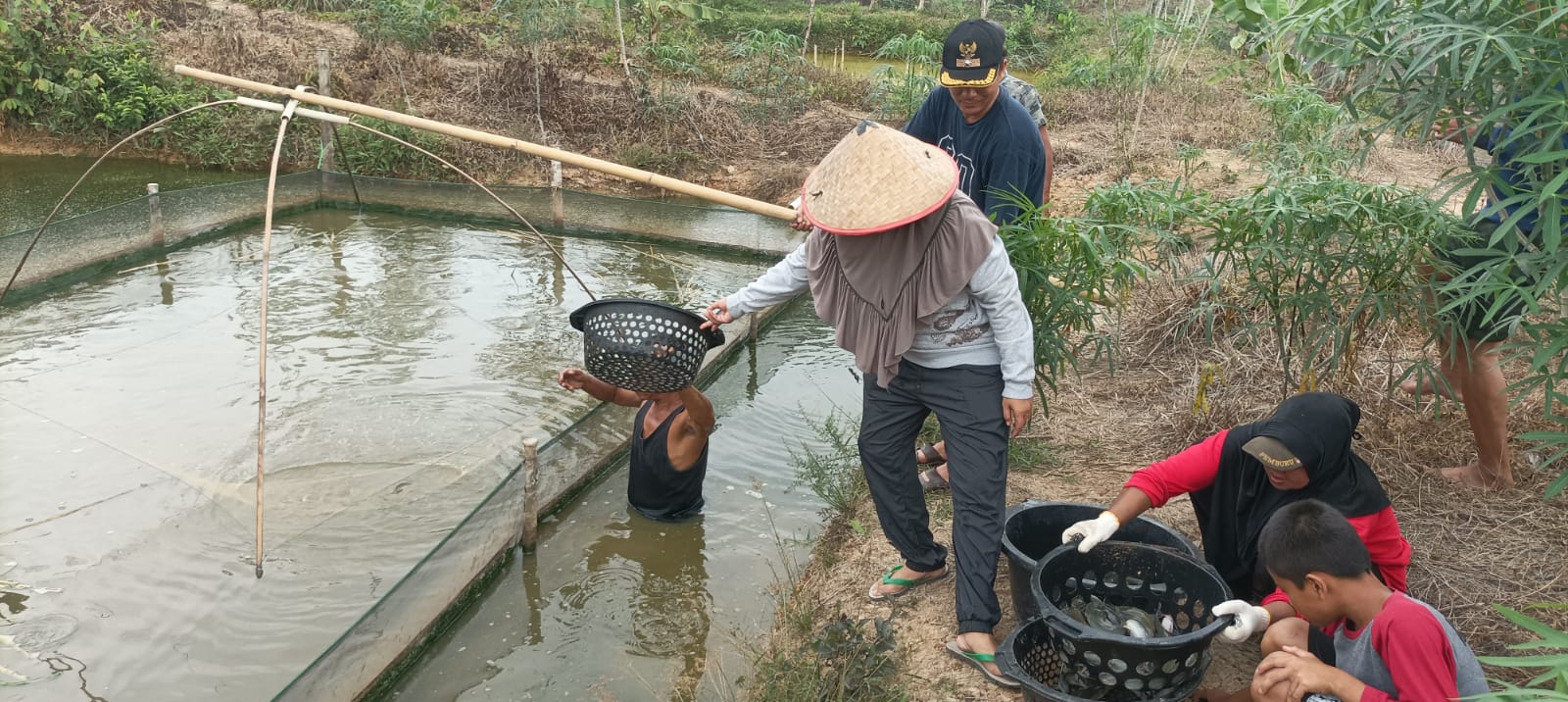 Program Ketahanan Pangan Desa Tanjung Lontar Dinilai Berhasil, ini Sistem Yang di Terapkan