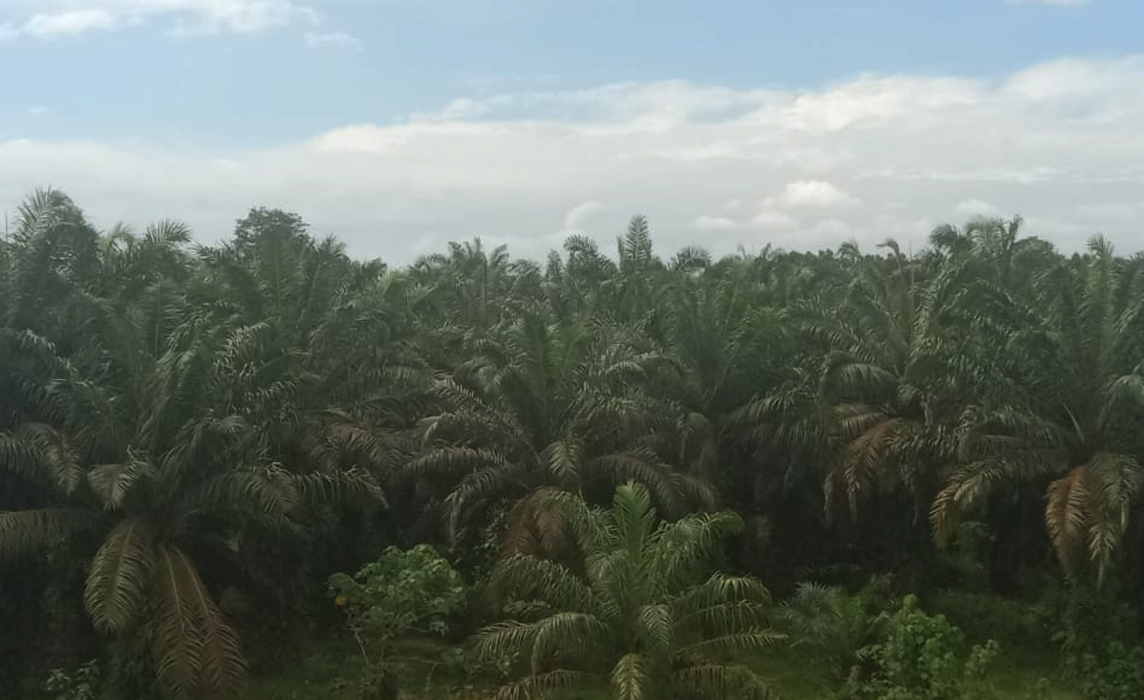 Wilayah Kikim Area Terkepung Perkebunan Kelapa Sawit, Hutan Dulu Lebat Kini Hanya Kenangan