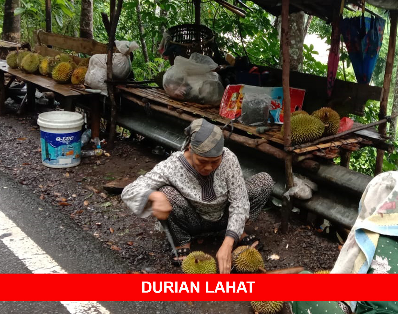 Durian Lahat Mulai Musim Panen, Tersebar dari Pagar Gunung, Kerung, Lubuk Sepang, hingga Kikim Area