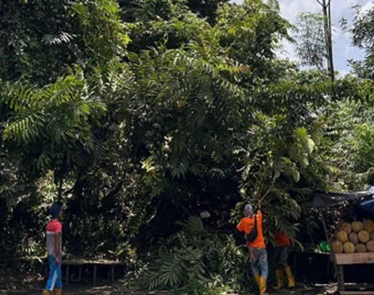 Hujan Badai di Muara Enim, Jaringan Listrik Tertimpa Pohon Tumbang
